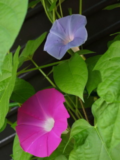 P7150231.jpg