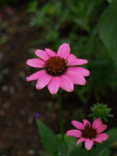 P7168610.jpg