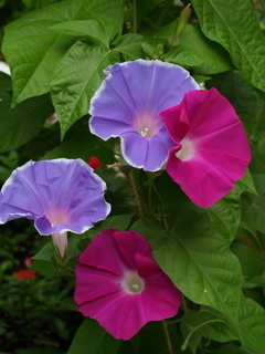 P7240383.jpg