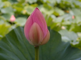 P7249964.jpg