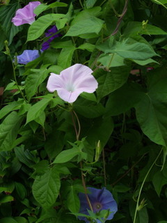 P8060801.jpg