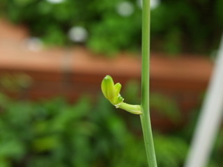 P8109241.jpg