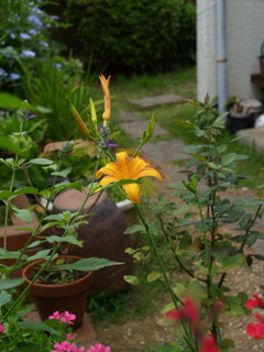 P8237749.jpg