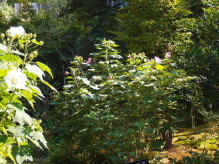 P9090002.jpg