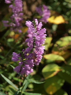 P9259385.jpg