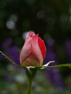 PB177845.jpg