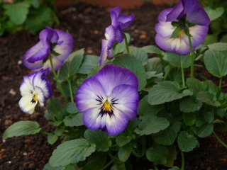 PC071207.jpg