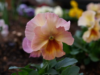 PC149279.jpg