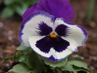 PC150131.jpg