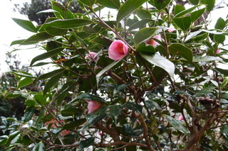 PC232962.jpg