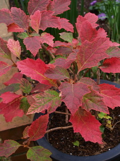 PC261911.jpg